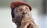 Réouverture du dossier de l’assassinat de Thomas Sankara