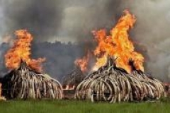 La plus grande quantité d'ivoire incinérée au Kenya