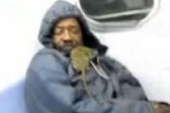 Hausse des plaintes au sujet des rats à New York 
