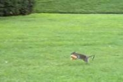 Pétition contre le «génocide des rats» de Paris